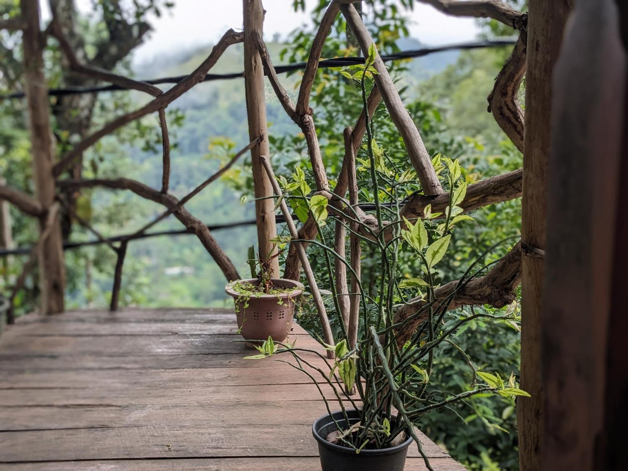 Проживання в сім'ї Nature Nest Елла
